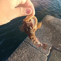 ガシラ