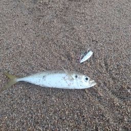 アジ