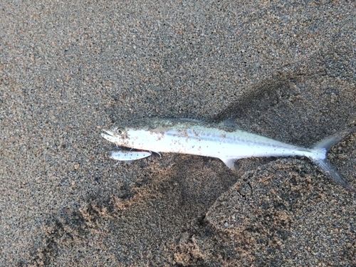 サゴシの釣果