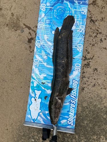 ライギョの釣果