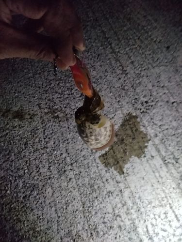 小坪新波止