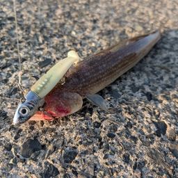 トカゲエソ