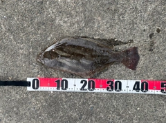 ヒラメの釣果