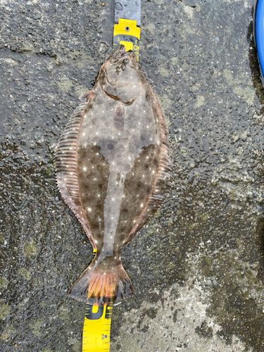 ヒラメの釣果
