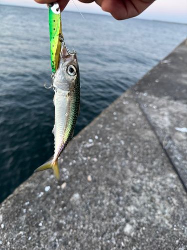 サバの釣果