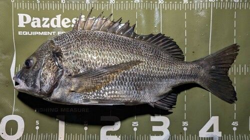 クロダイの釣果