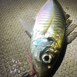 アジ