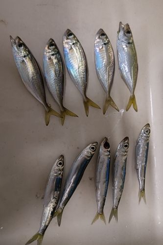 江尻埠頭