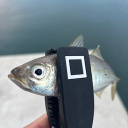 アジ