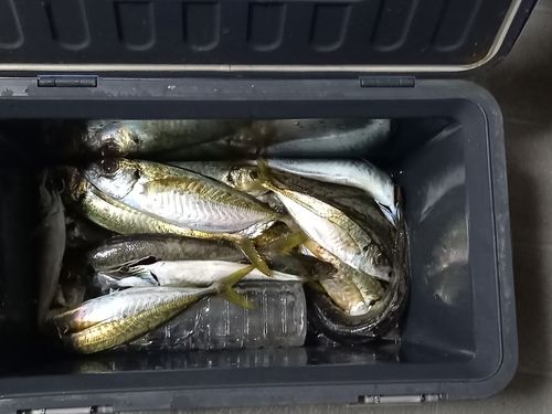 マアジの釣果