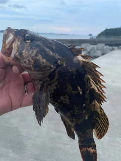 タケノコメバルの釣果