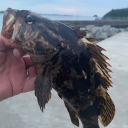 タケノコメバル