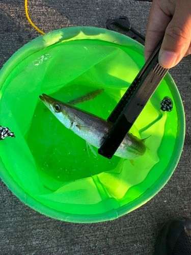 アカカマスの釣果