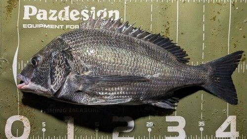 クロダイの釣果