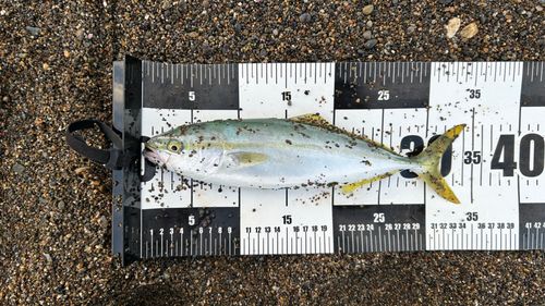 ワカシの釣果