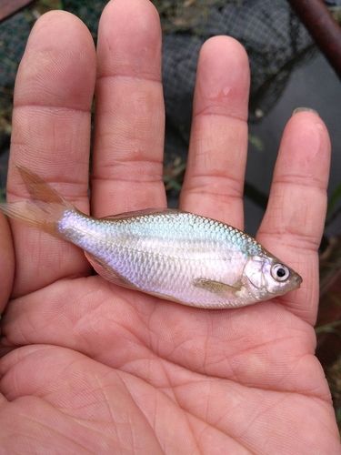 カネヒラの釣果