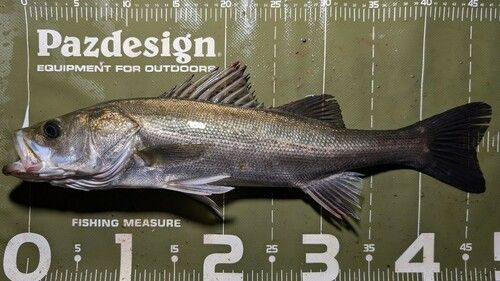 シーバスの釣果