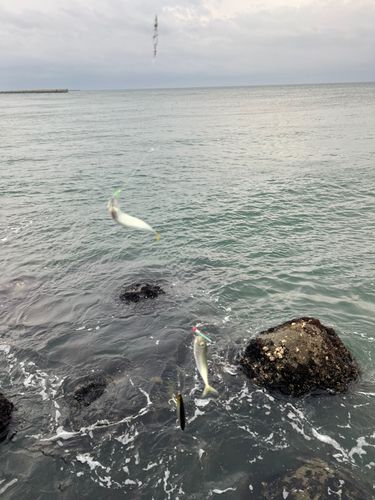 サバの釣果