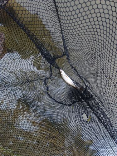ウグイの釣果