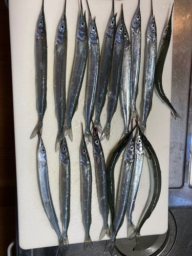 サヨリの釣果
