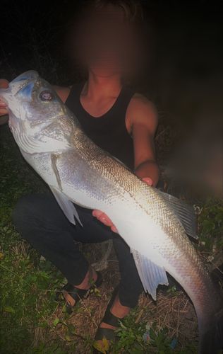 スズキの釣果
