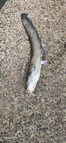 ナマズの釣果