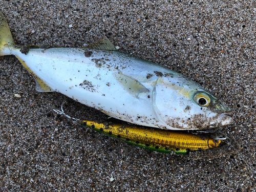 ワカシの釣果