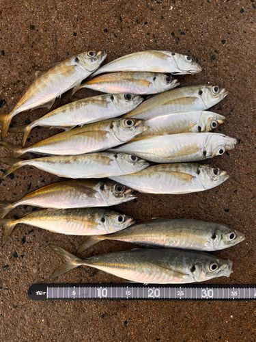 アジの釣果
