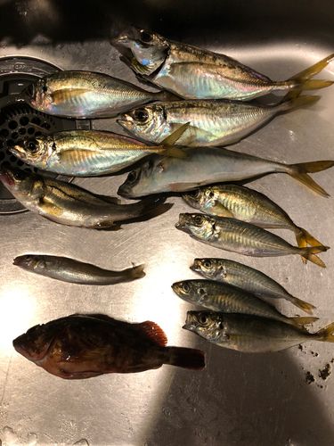 アジの釣果