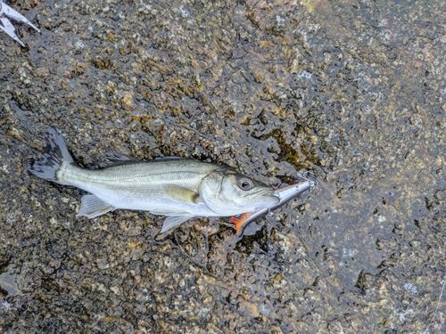 セイゴ（マルスズキ）の釣果