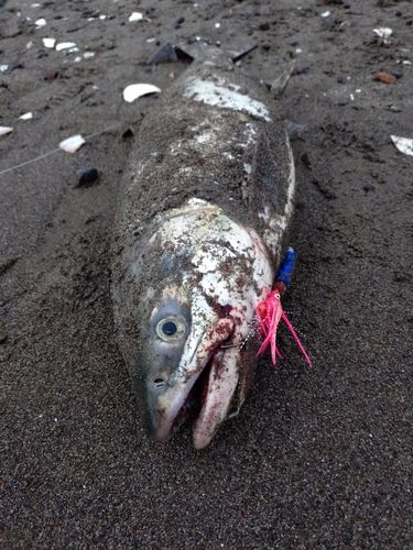 アキアジの釣果