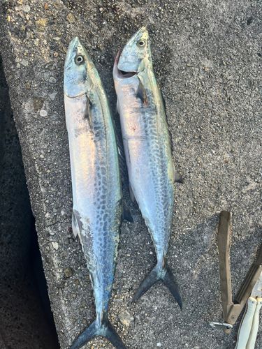 サゴシの釣果