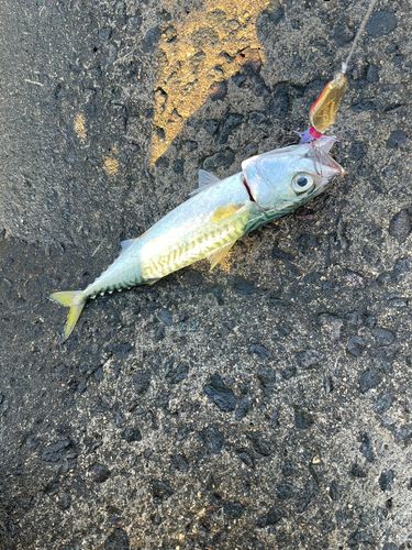 サバの釣果