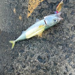サバ