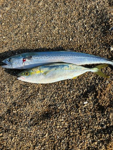 サゴシの釣果