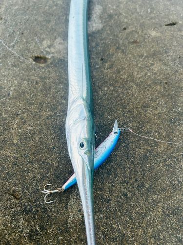 ダツの釣果
