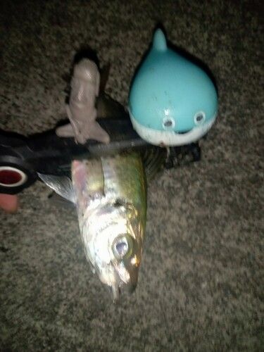マアジの釣果