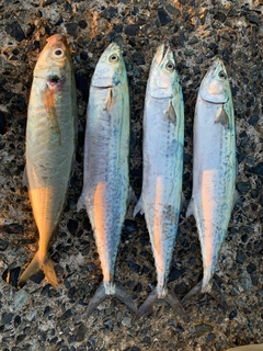 サゴシの釣果