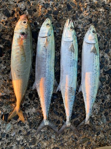 サゴシの釣果