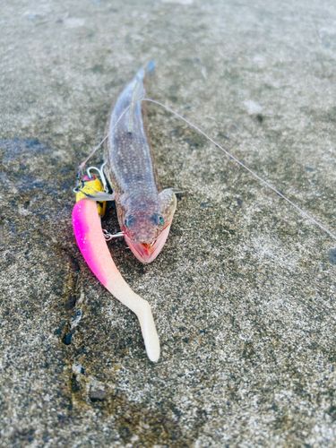 エソの釣果