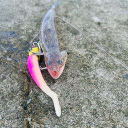 エソ