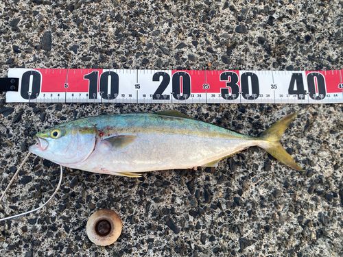 ツバスの釣果