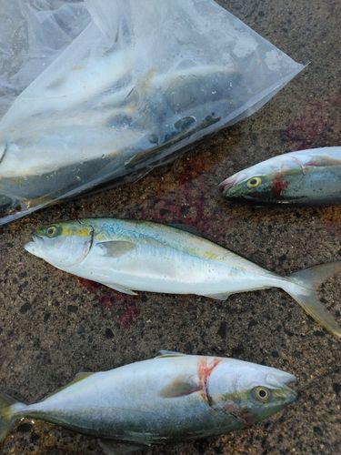 釣果