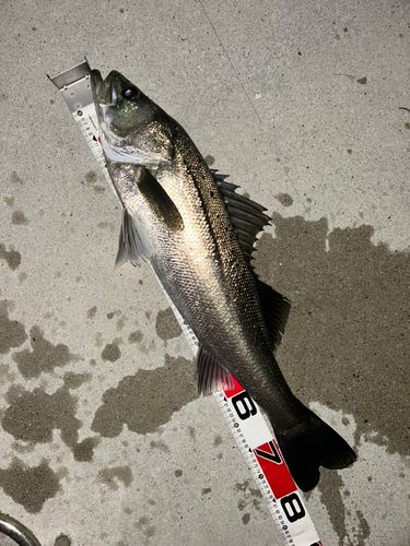 スズキの釣果