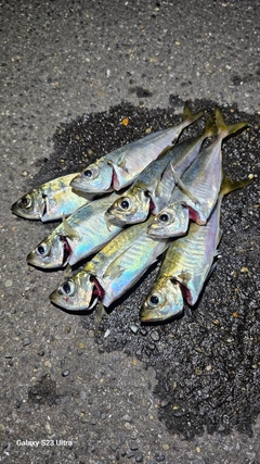 アジの釣果