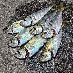 アジ