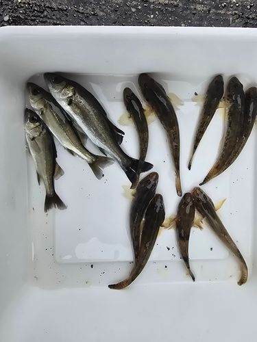 ハゼの釣果