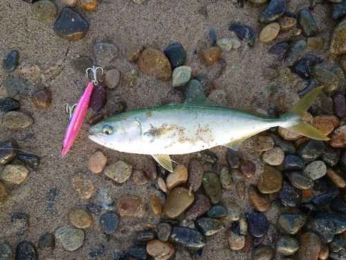ショゴの釣果