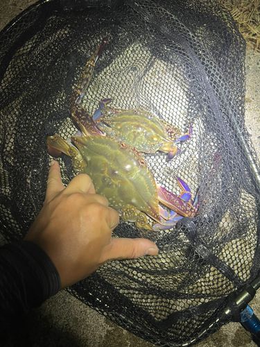 常滑りんくう釣り護岸