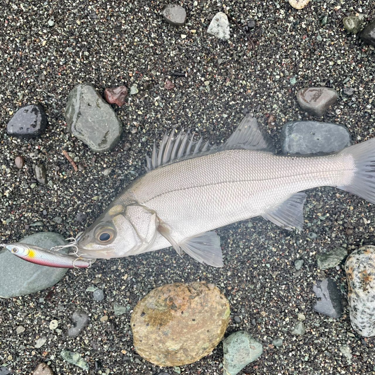 セイゴ（ヒラスズキ）